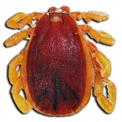 Rhipicephalus evertsi evertsi male